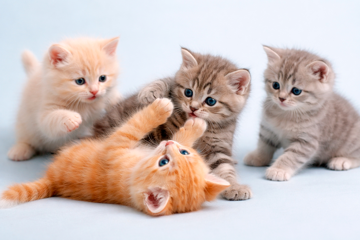 Вакцинация и иммунитет у котят