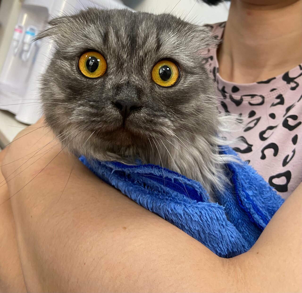 Добрый доктор