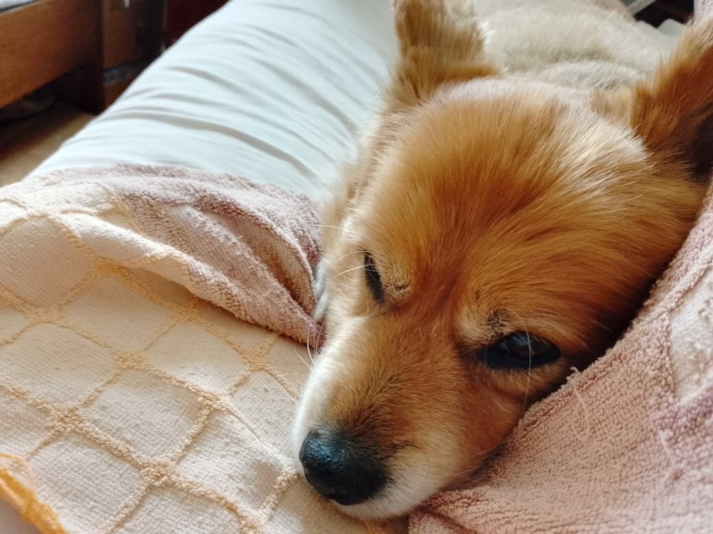 Собачье сердце