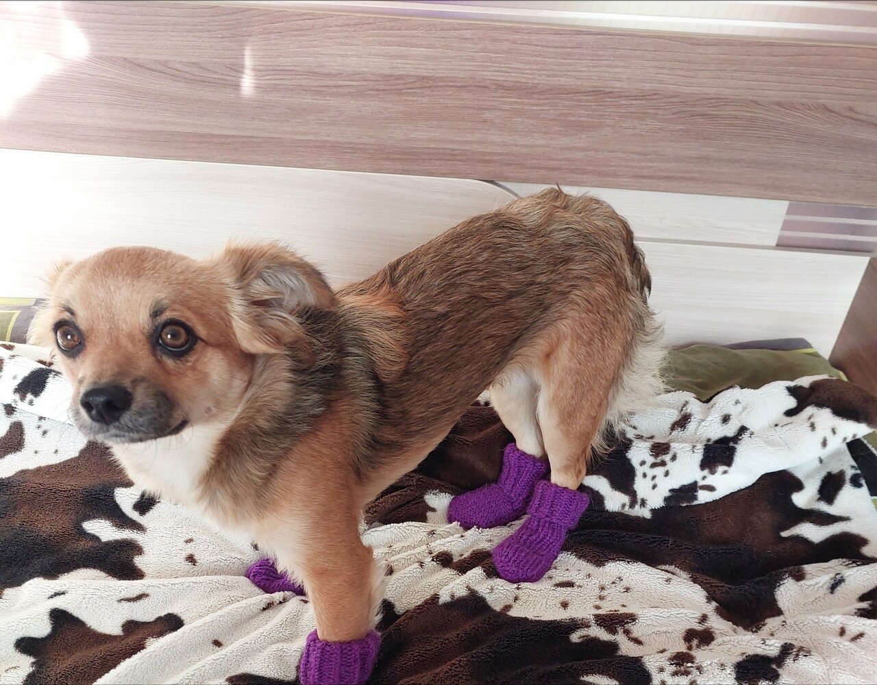 Селенгинский филиал БУ Ветеринарии