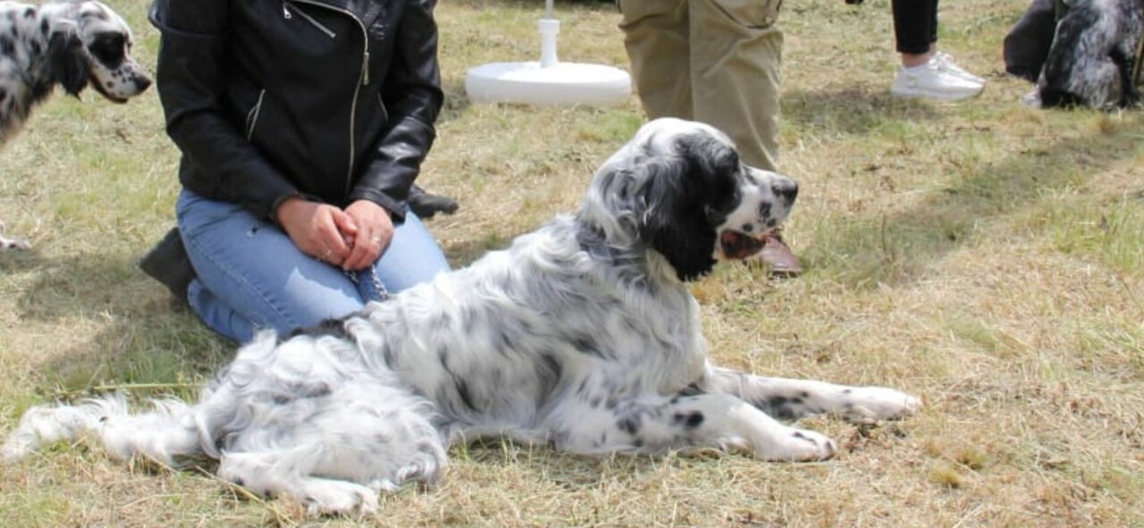 Пункт ветеринарной помощи