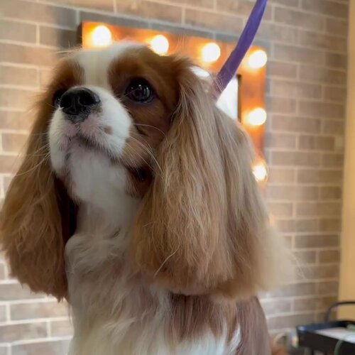 Фото «Pets Lab»