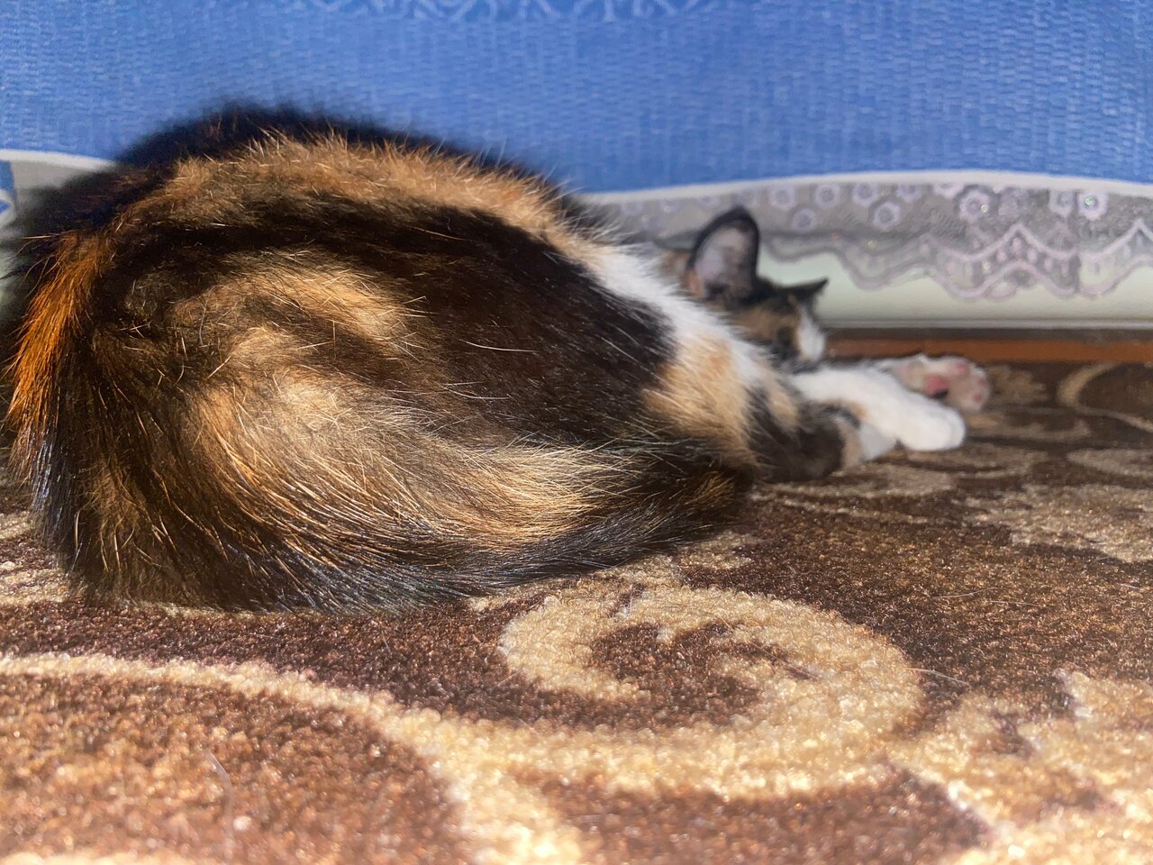 Кирсановская районная станция по борьбе с болезнями животных