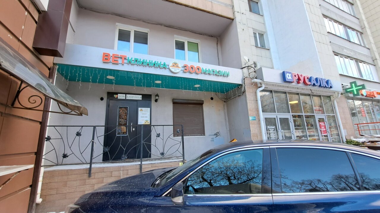 Казанский кот