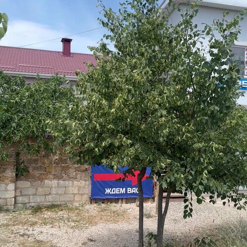 ВетФиолент