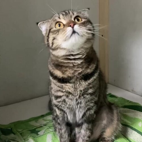 Сами с усами