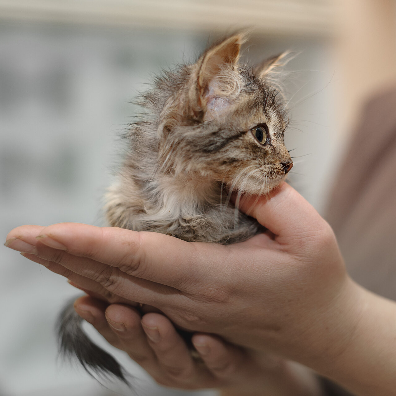 Ветеринарная клиника