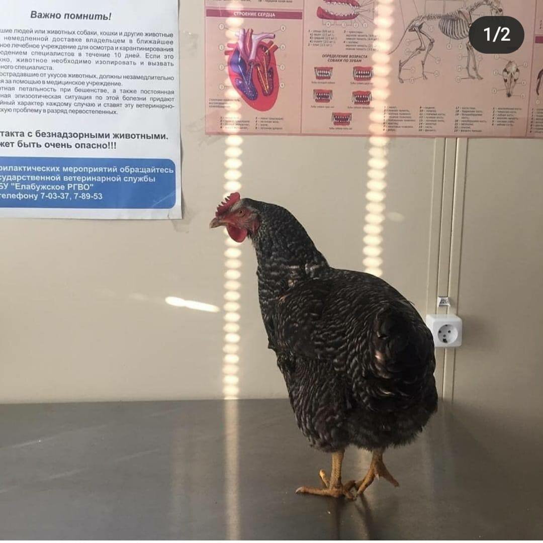 Елабужская ветеринарная клиника