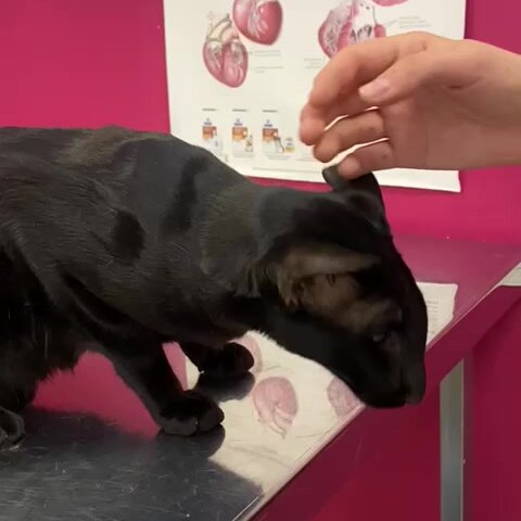 Фото «Котолея»
