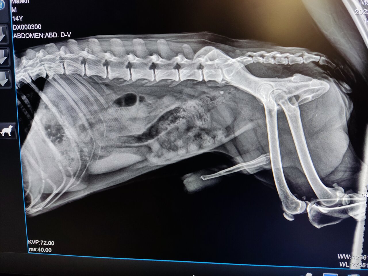 Фото «Bones»