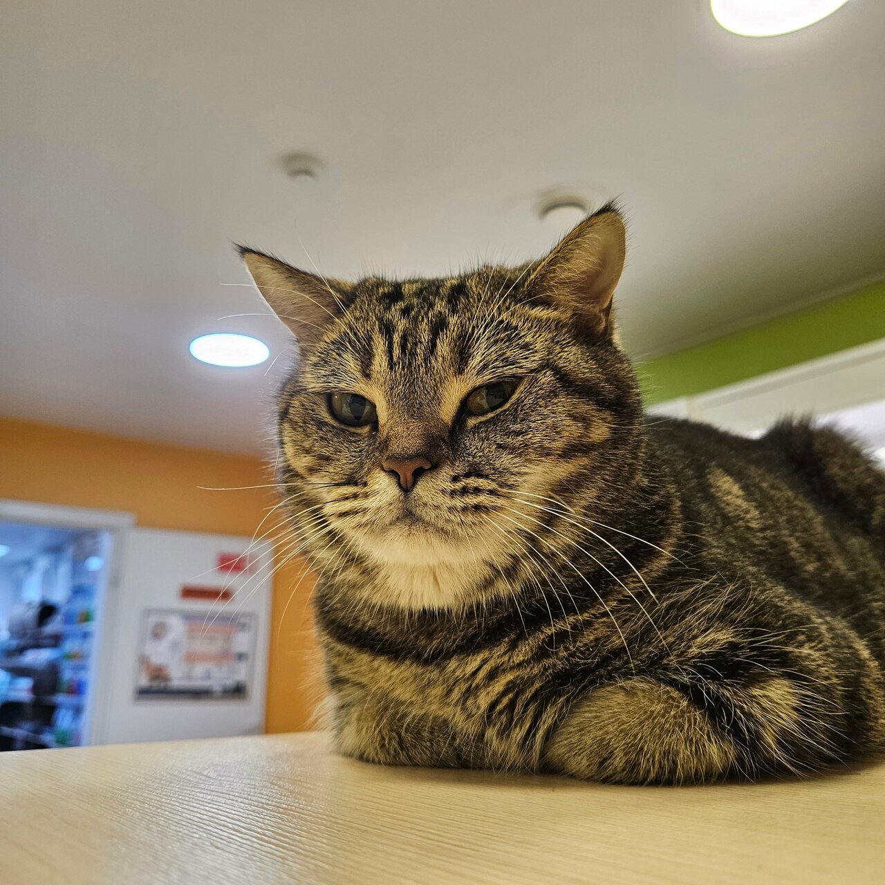 Зверополис