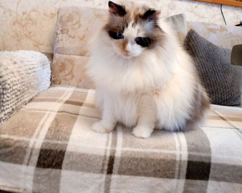 Ветеринарная клиника