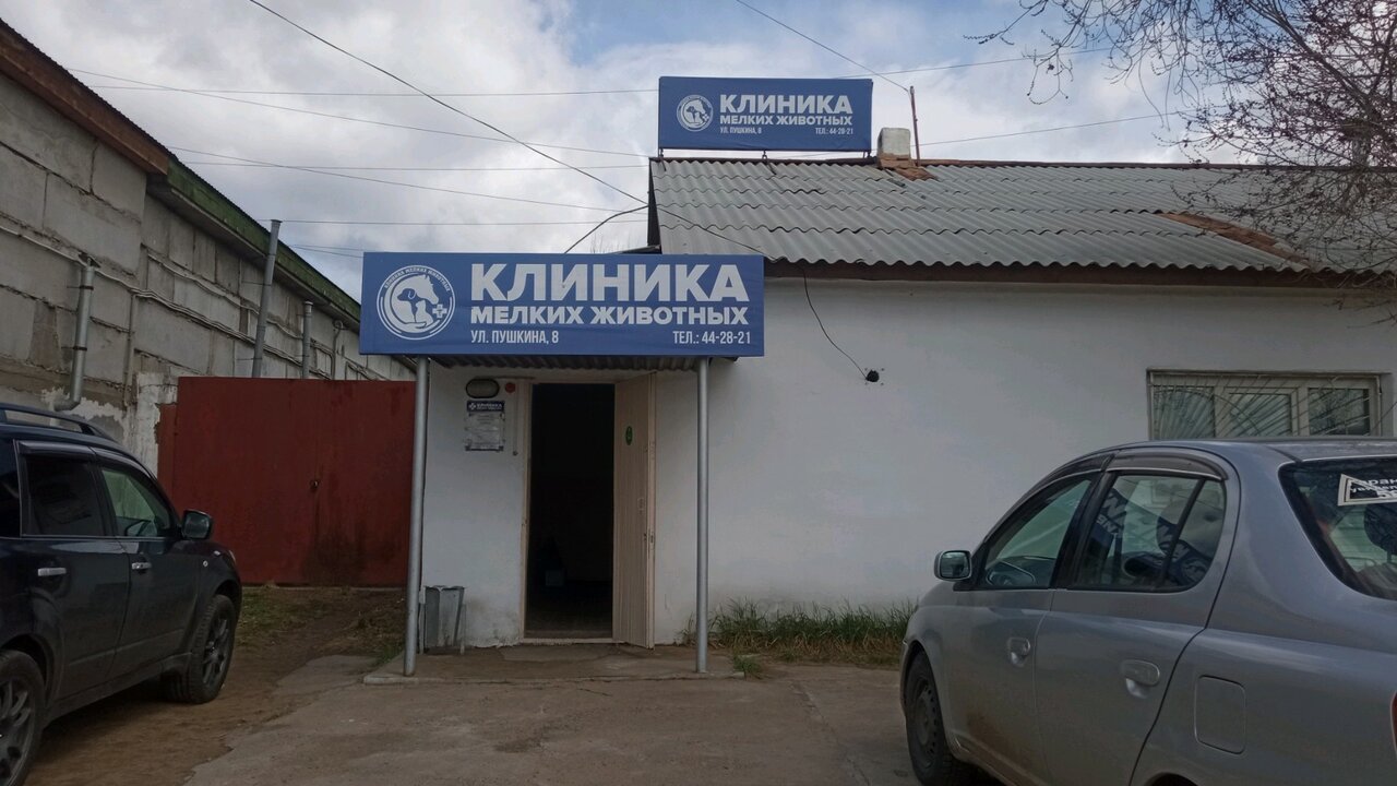 Клиника мелких животных