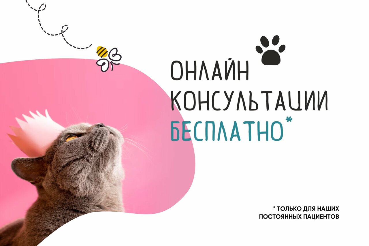 Хвост и Лапы