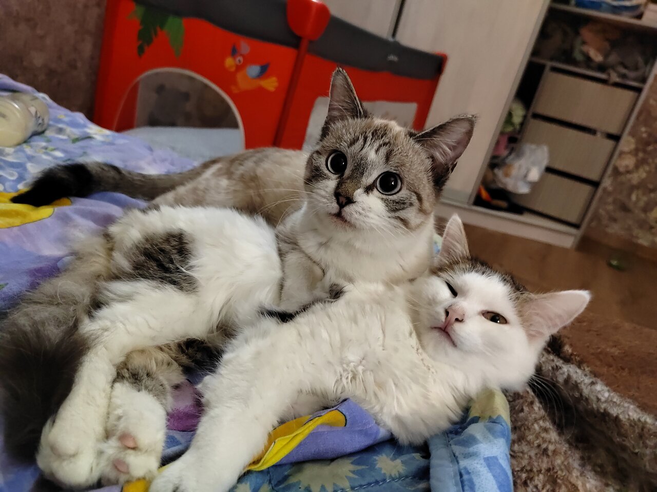 Черногорская Ветеринарная Станция