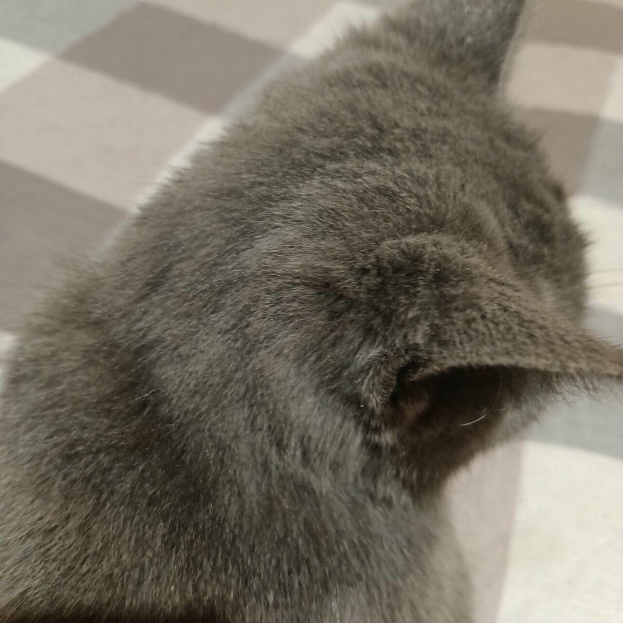 Гбув МО Терветуправление № 2 Лобненская участковая ветеринарная лечебница