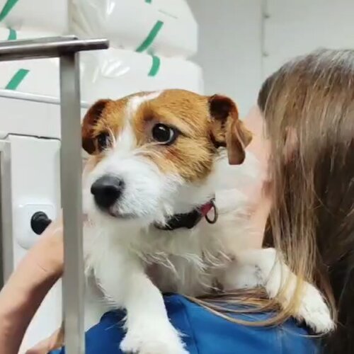 Свой доктор