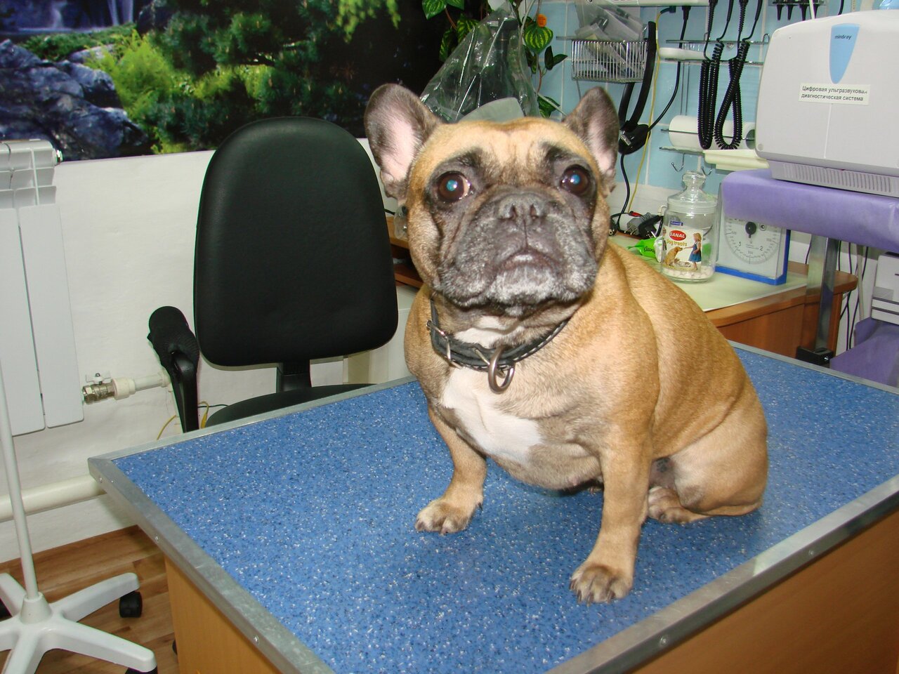 Ветдоктор45