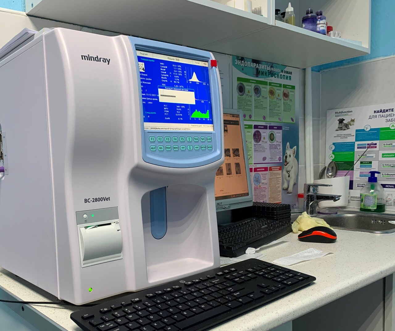 Белый медведь