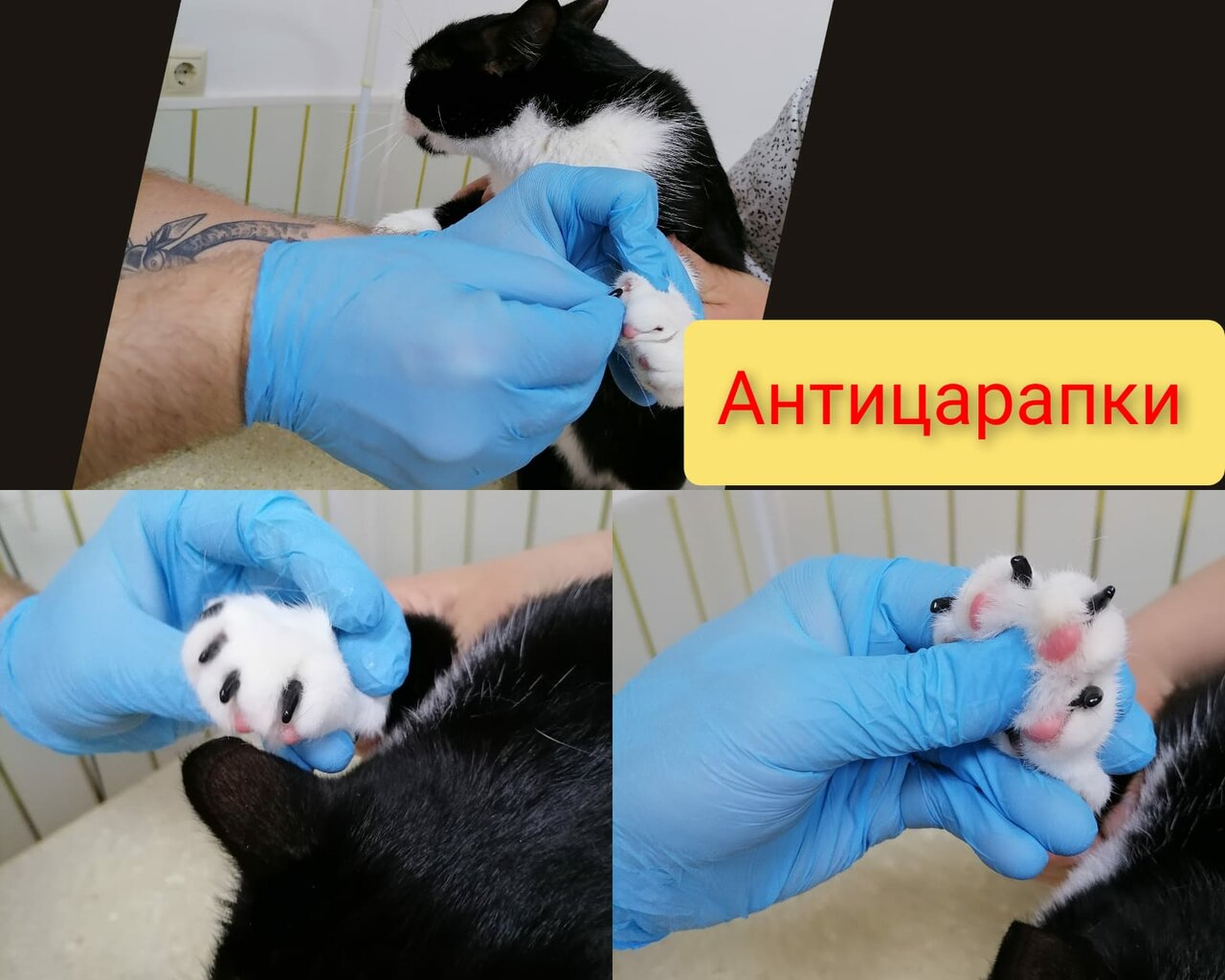 Ветеринарная клиника доктора Феклистова