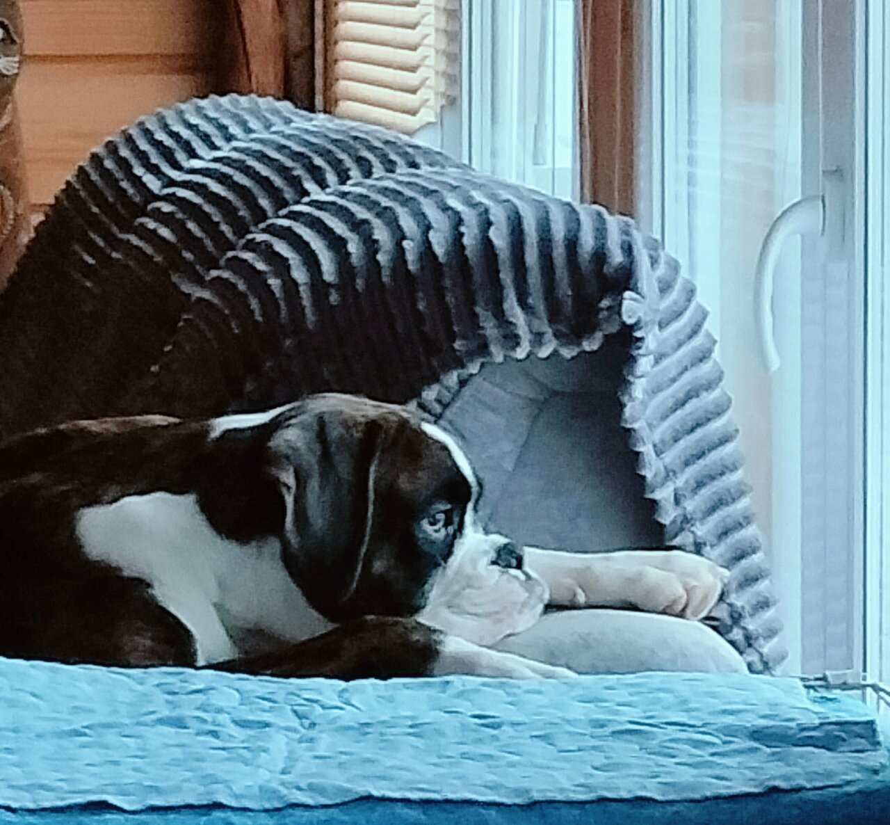 Республиканский центр ветеринарии и консультирования