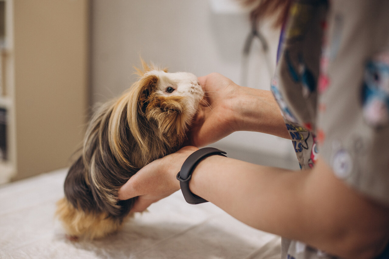 Ветеринарный Дом