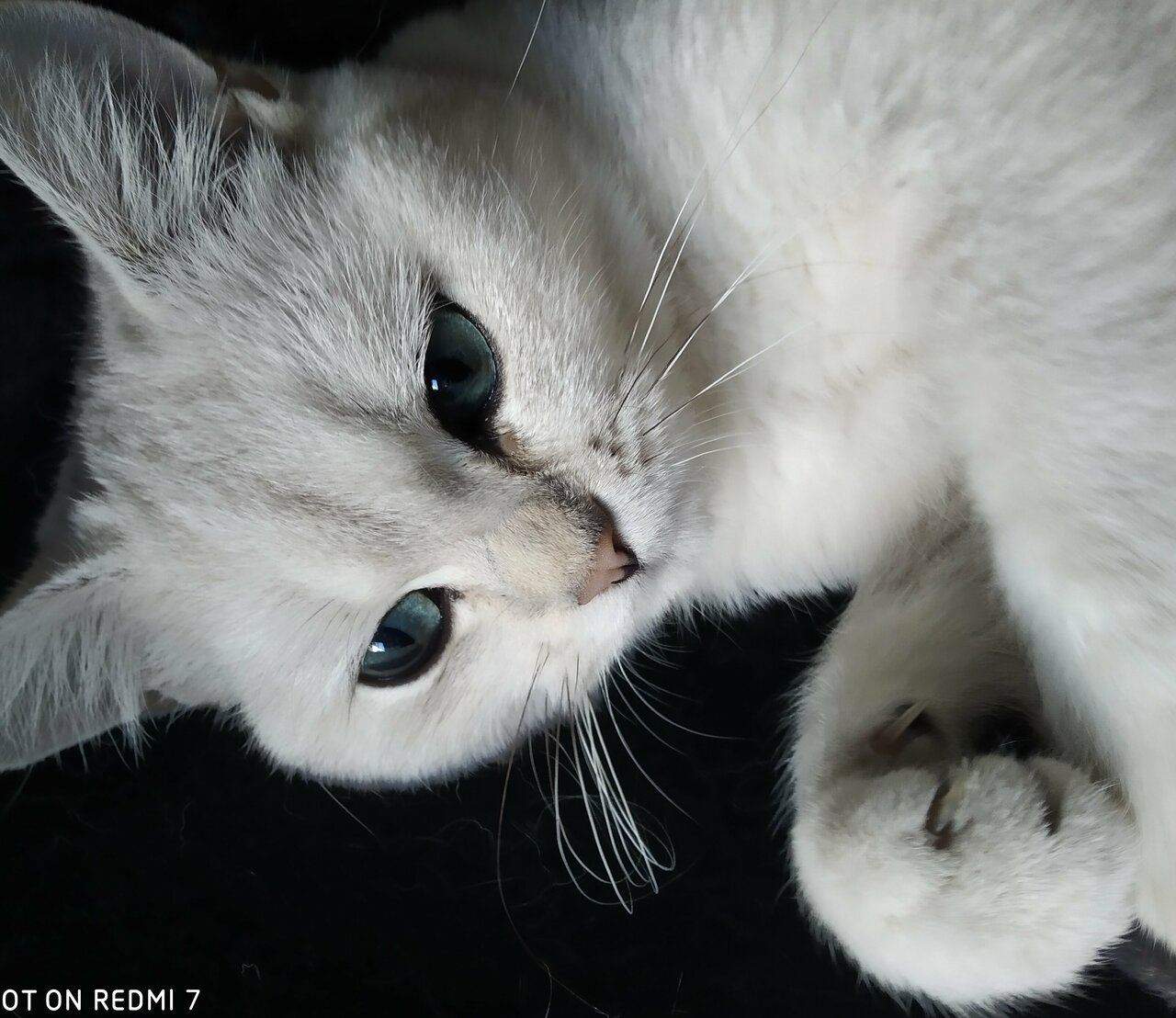 Ветеринарка