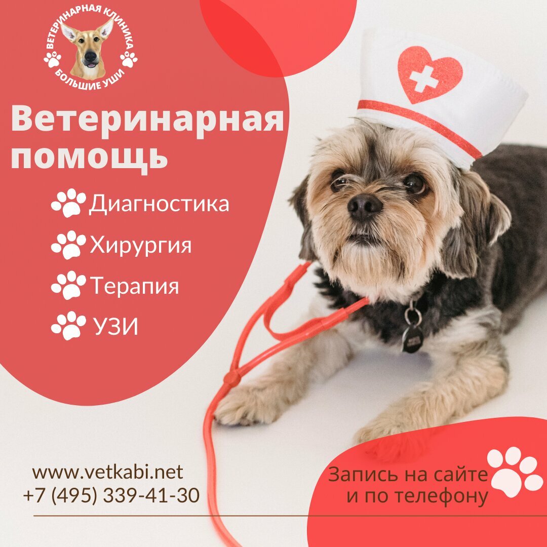 Фото «Большие уши»