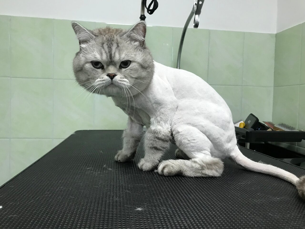 Фото клиники VETGroom
