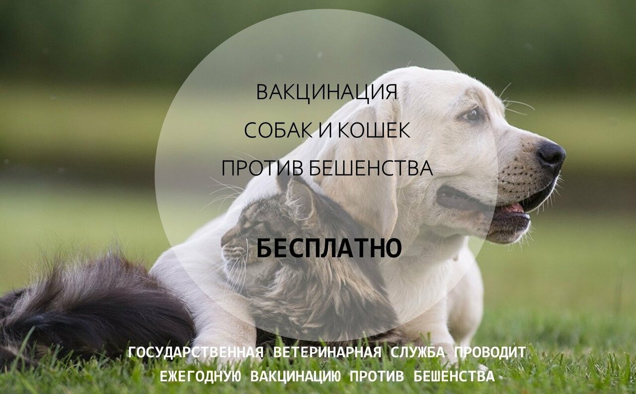 Нововоронежский ветеринарный участок