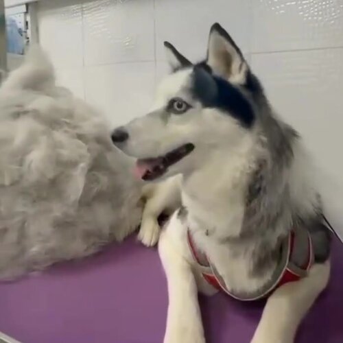 Аристократ