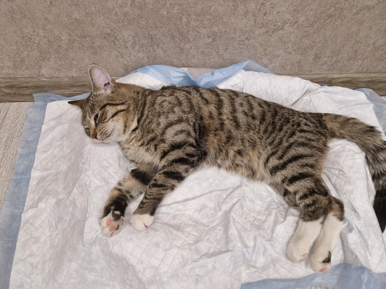 Ветеринарный кабинет