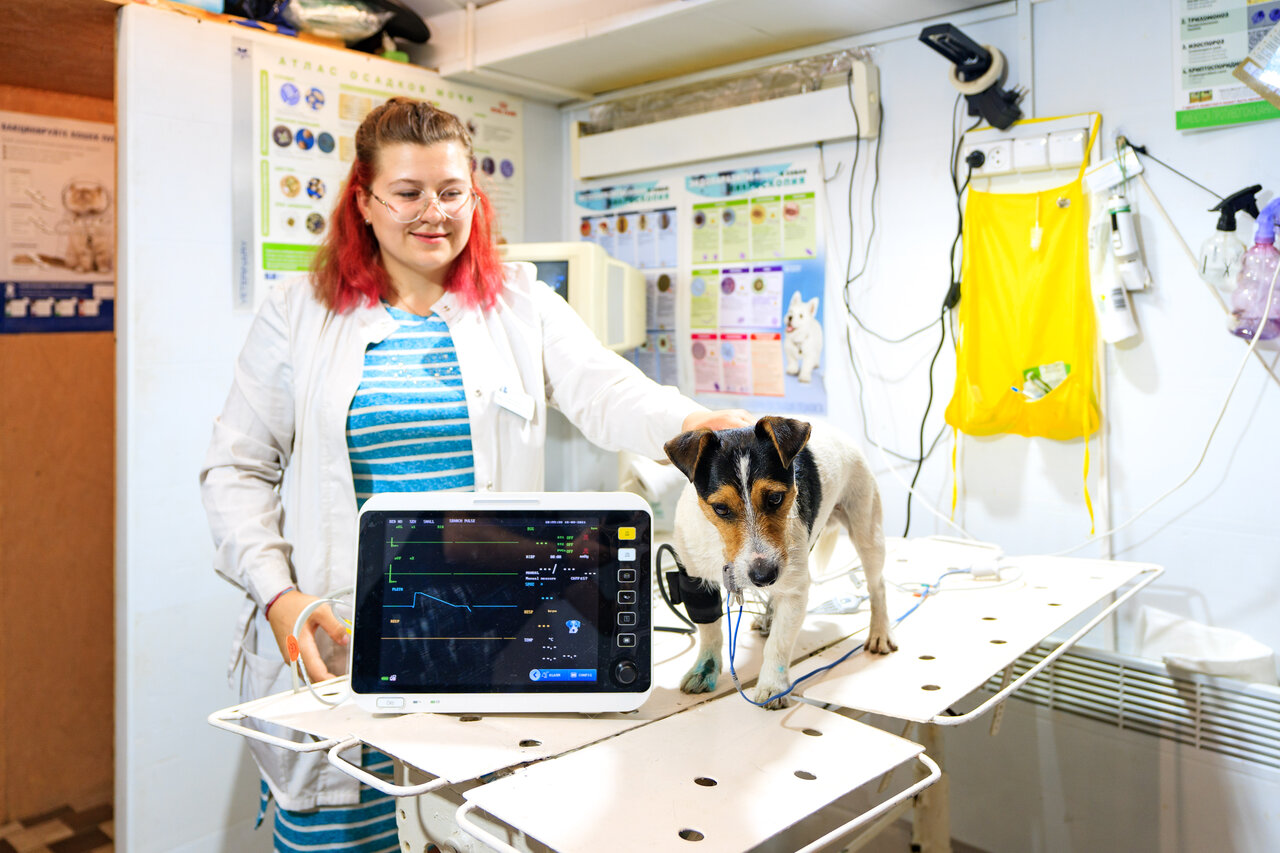 ДомУшкинВет