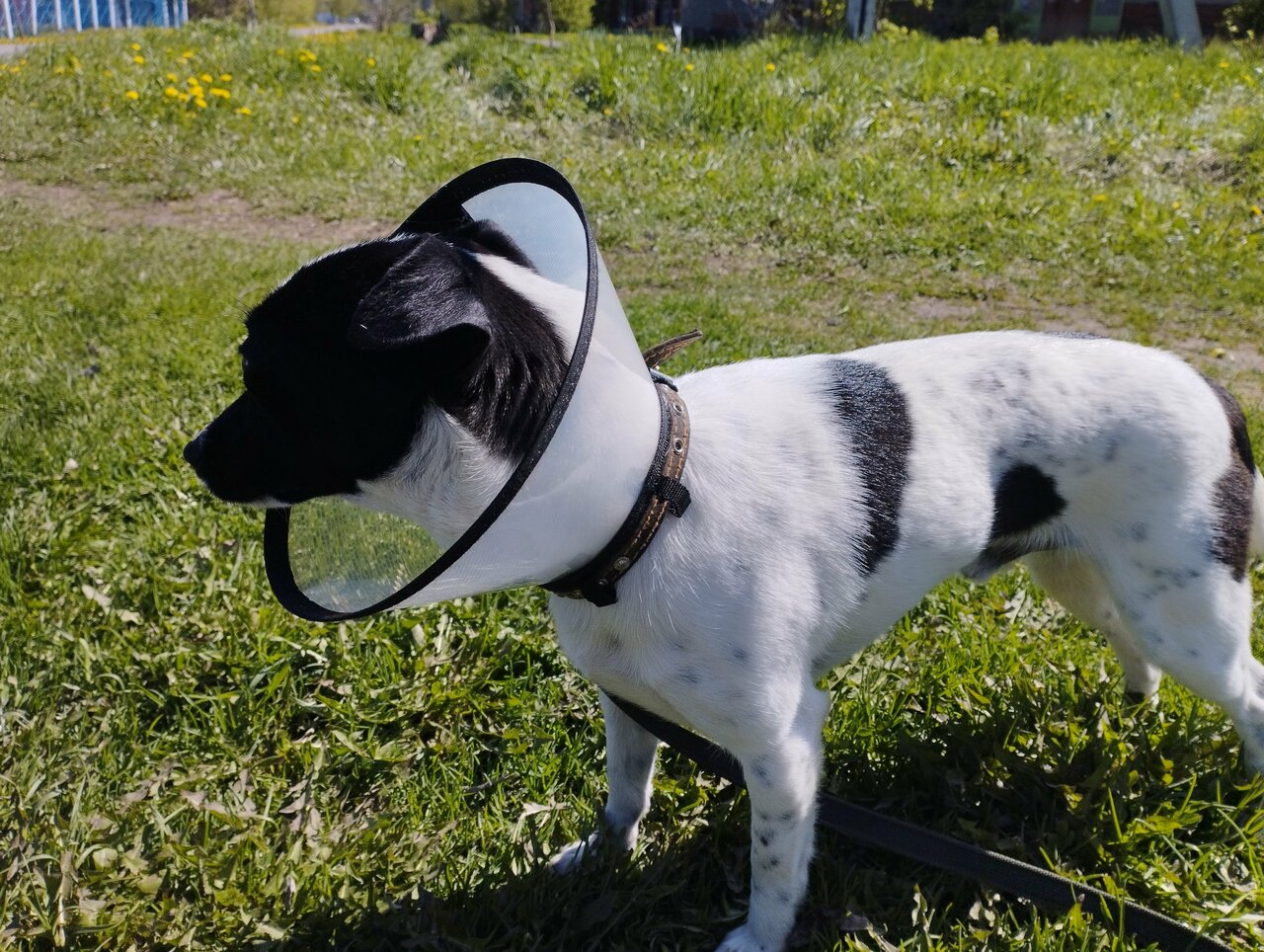 Ветеринарная клиника