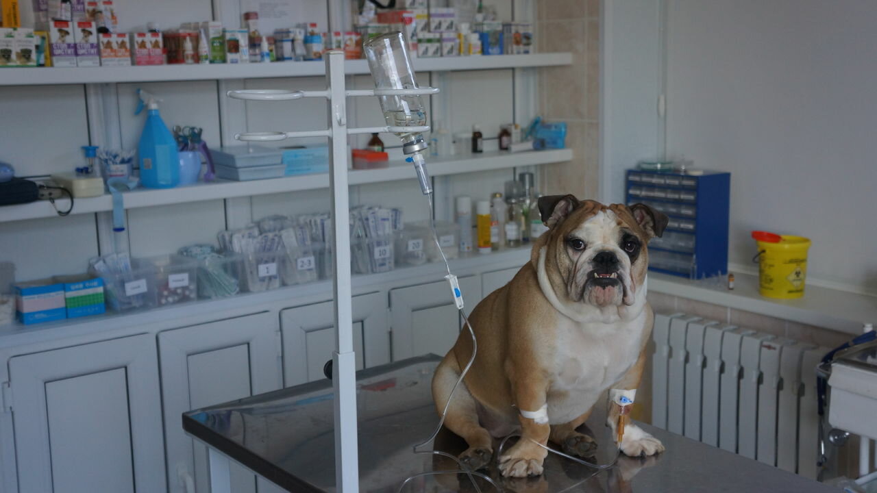 Краевое государственное бюджетное учреждение Камчатская краевая станция по борьбе с болезнями животных, ветеринарная клиника