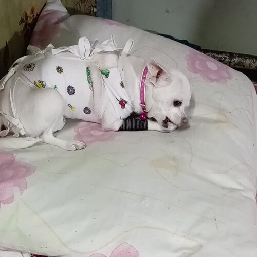 Неотложка для собаки и кошки