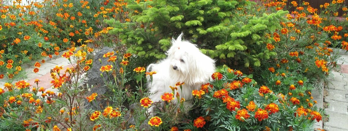 Четыре с хвостиком