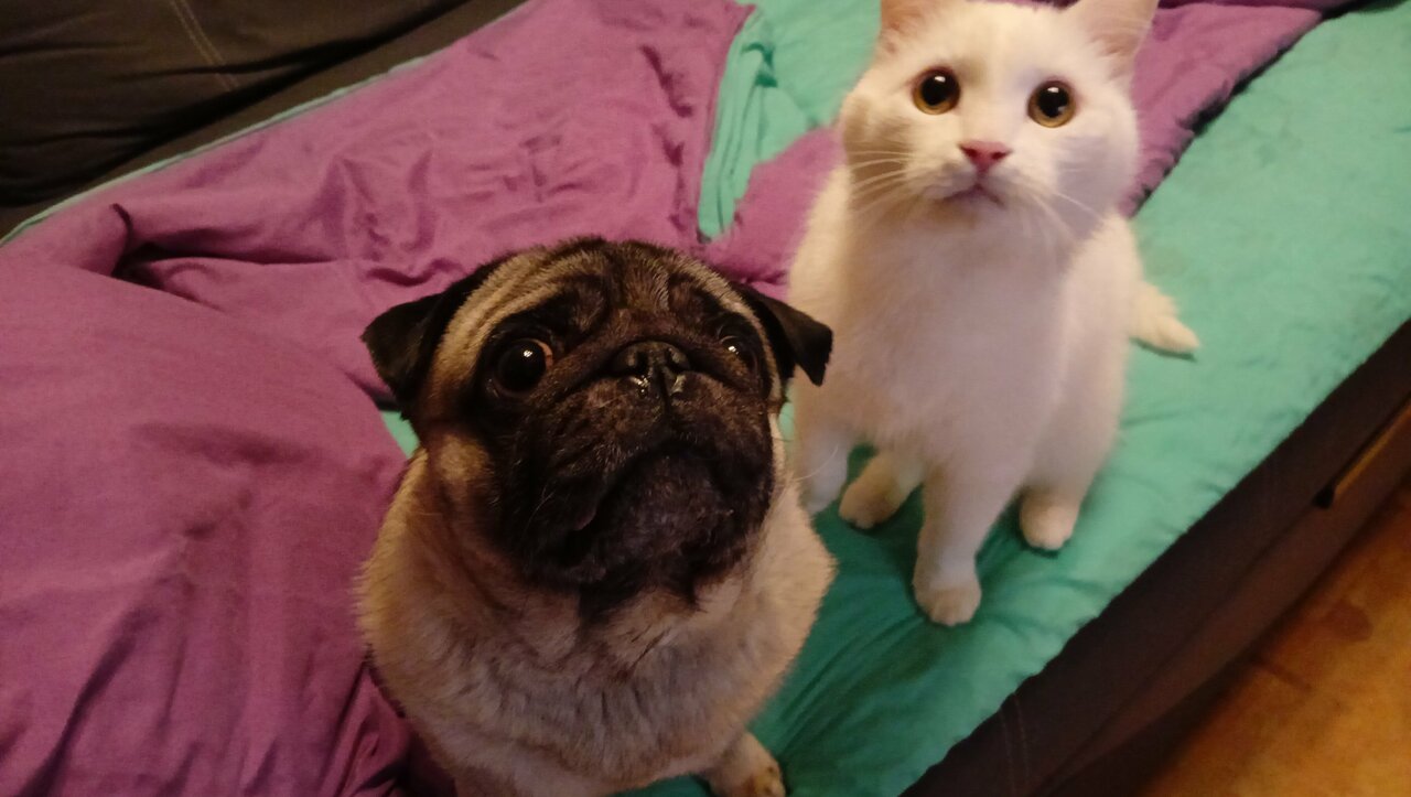 Центр здоровья животных ЗооСити