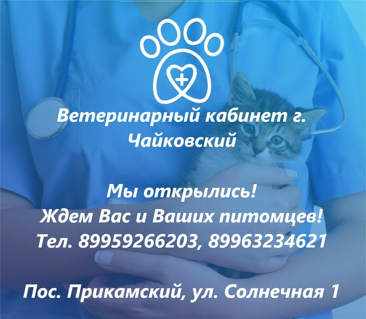 Четыре лапы