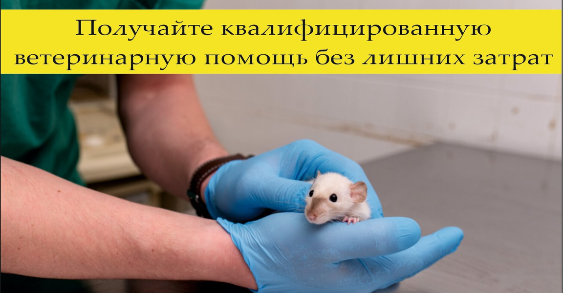 Фото «Здоровые лапки»