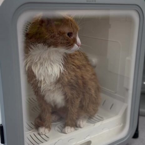 Синий Крест