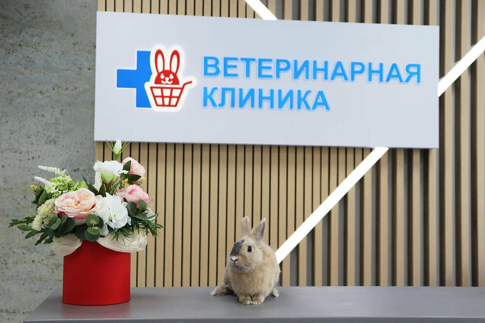 Фото «Красный кролик»