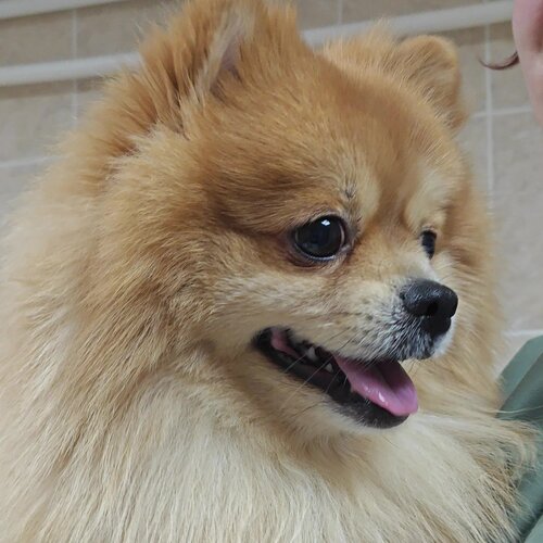 Четыре с хвостиком