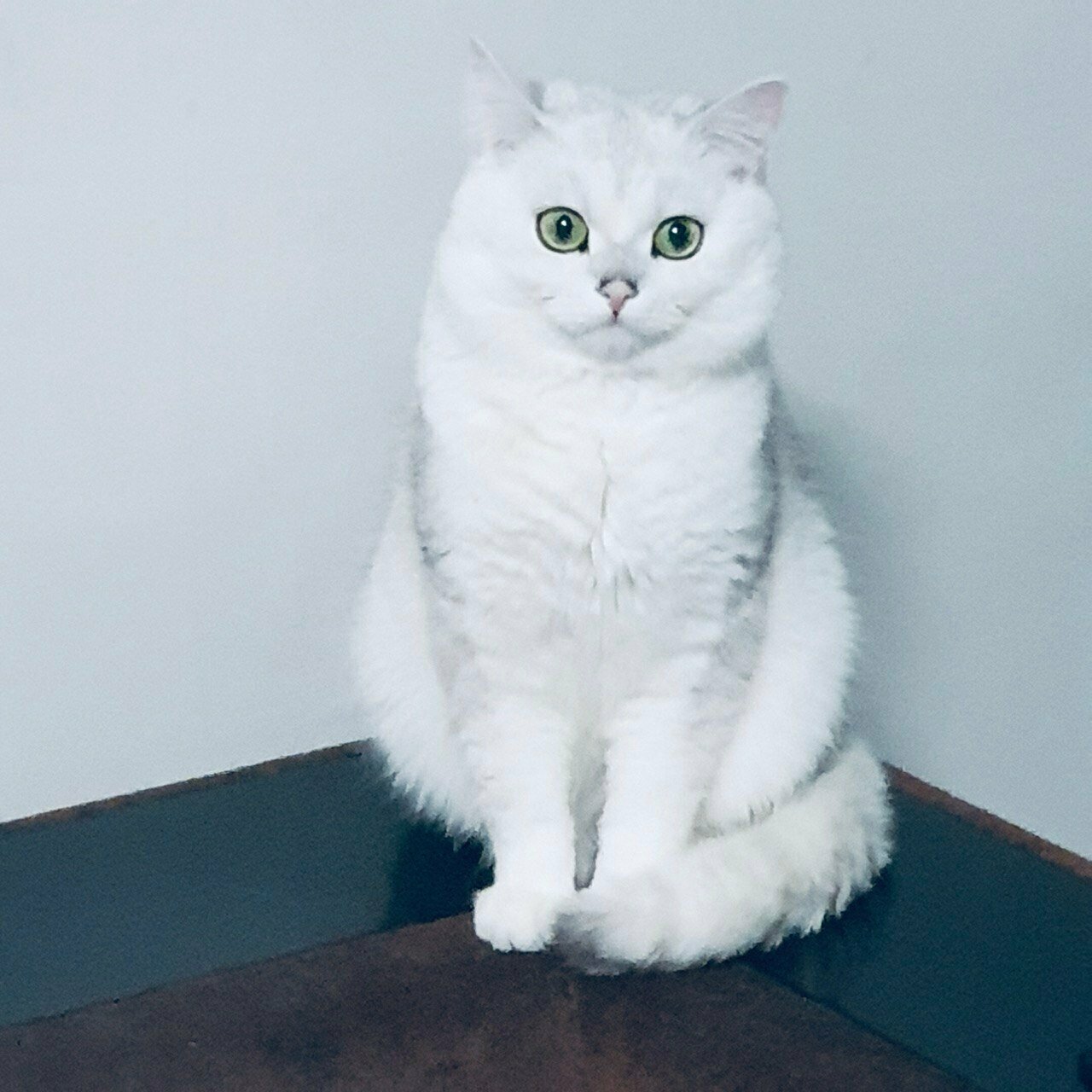 Ветеринарный доктор