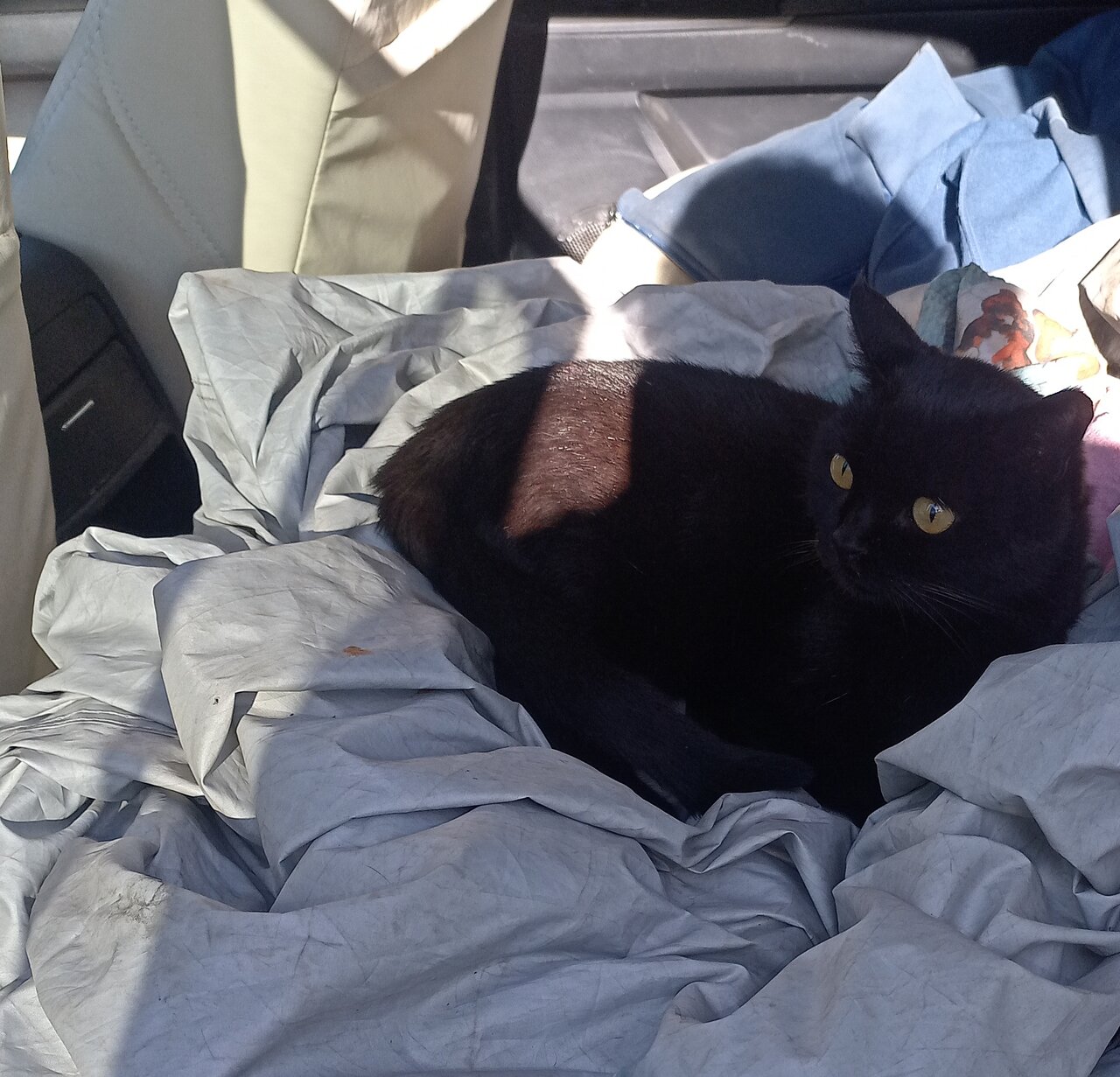 Четыре лапы