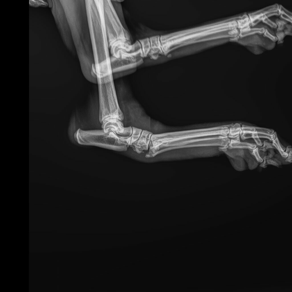 ЗооВетЦентр