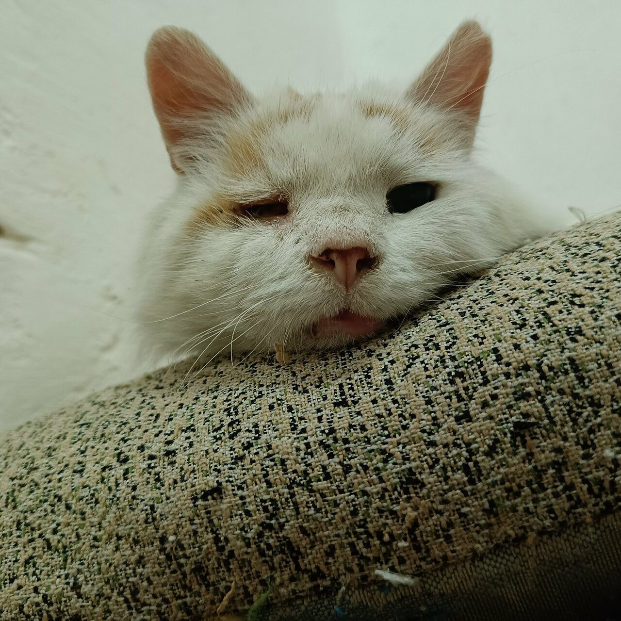 Веткабинет