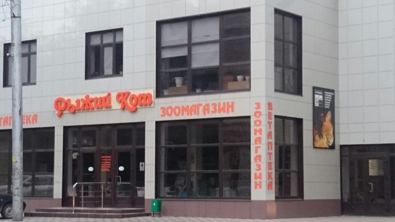 Рыжий кот