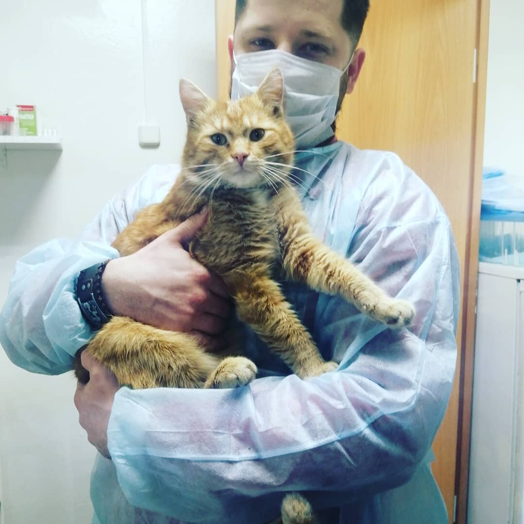 Ветеринарный кабинет Доктора Лиса