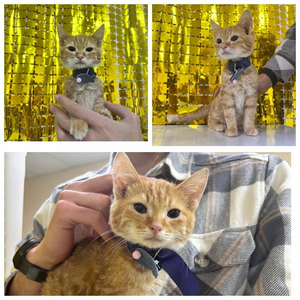 Золотой Дракон